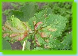 Cryptomyzus korschelti 